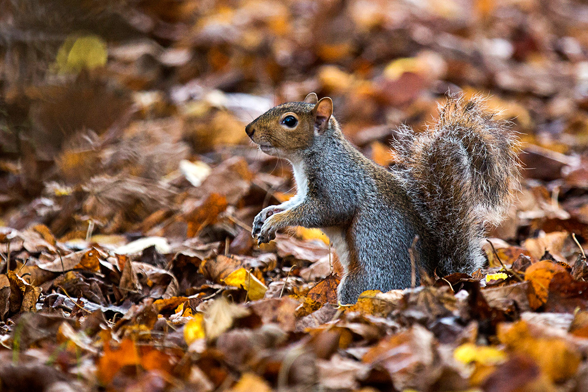 Things to do in London in the Autumn